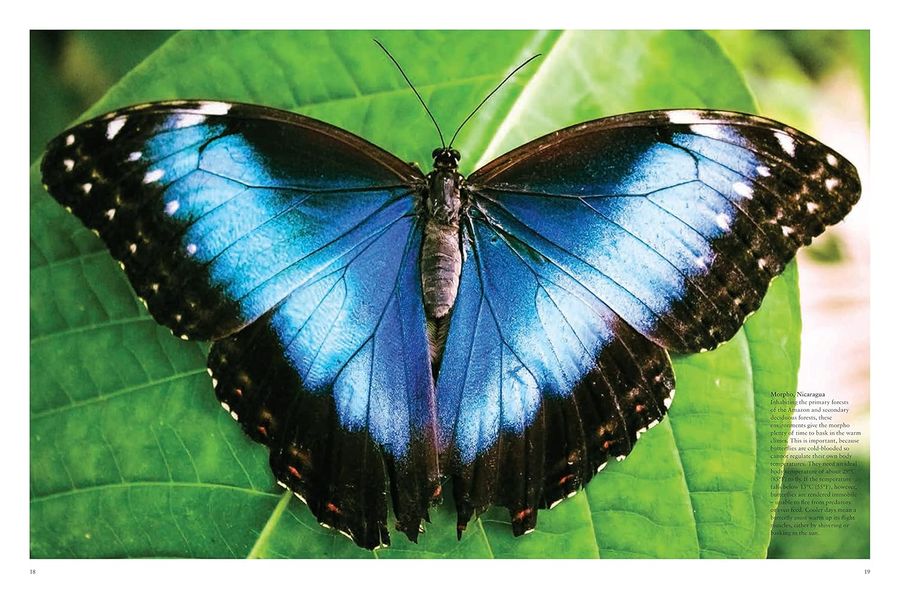 Butterflies Beautiful Flying Insects