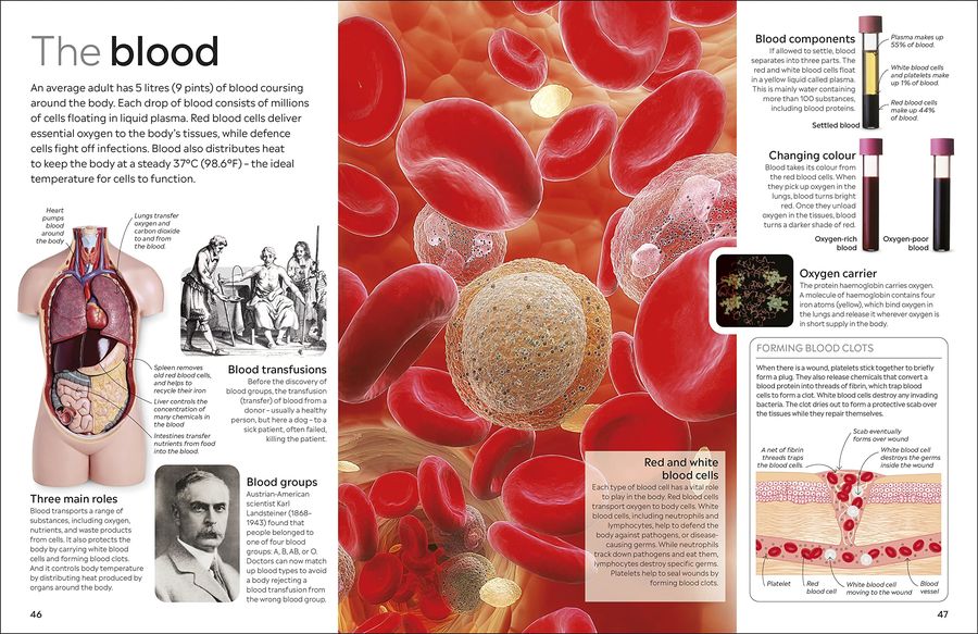 DK Eyewitness Human Body