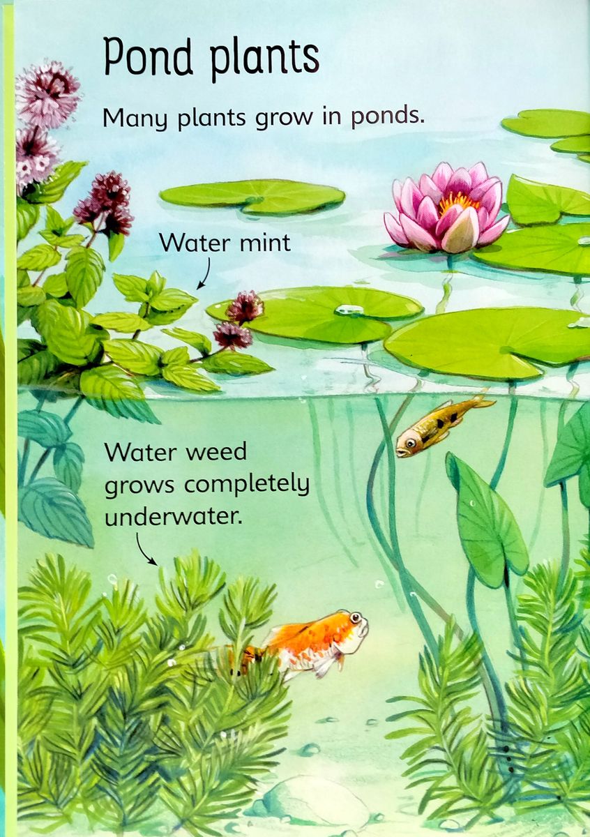 Usborne Beginners Ponds
