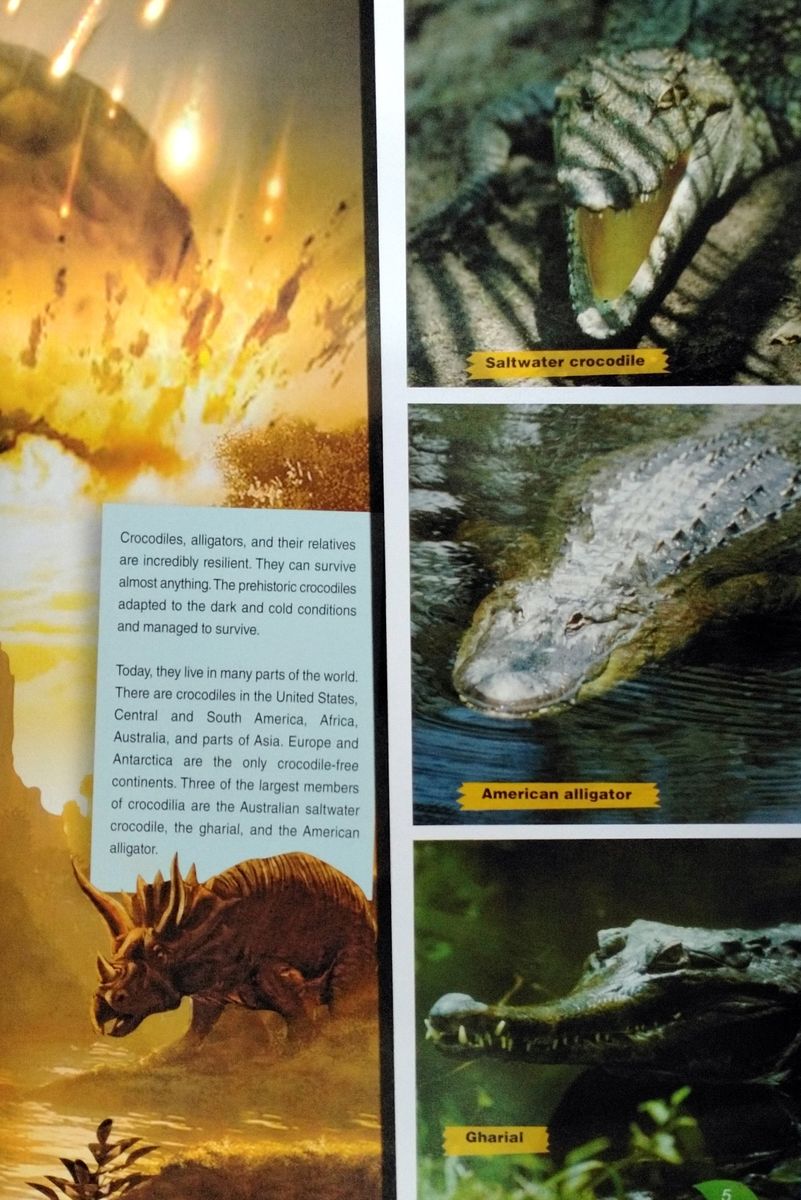 Discover Our Amazing World Alligators with Digibook