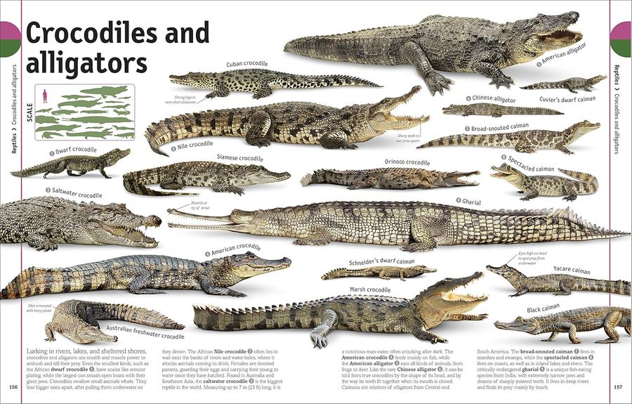 The Animal Book