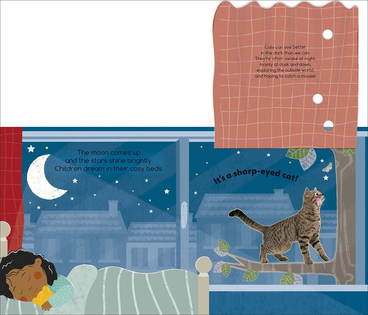 Flip Flap Find! Night-Time Animals