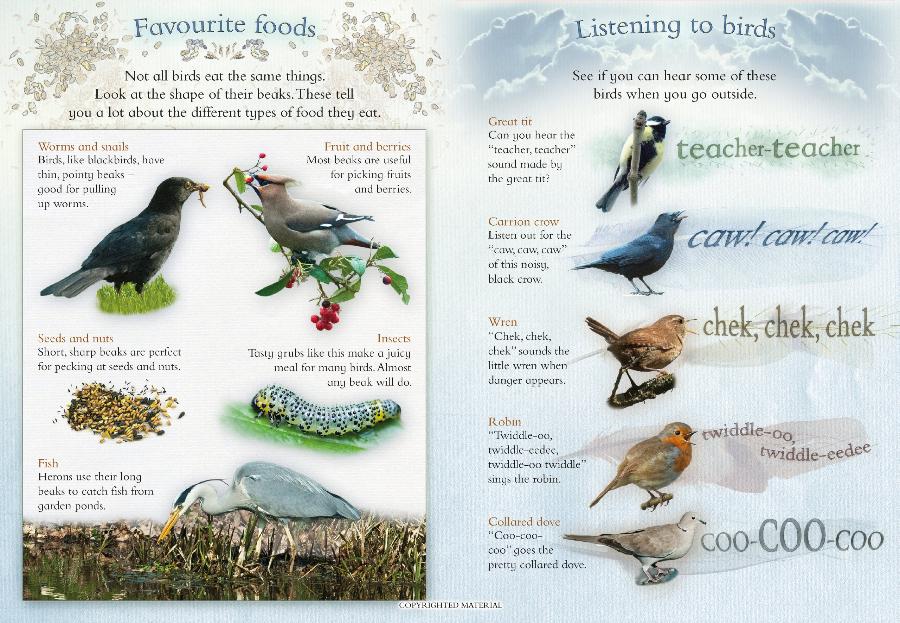 Let's Look for Garden Birds