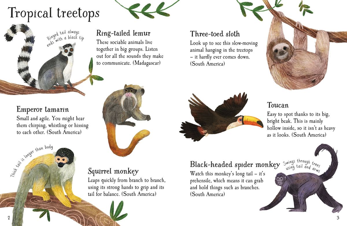 Usborne Minis Zoo Animals to Spot