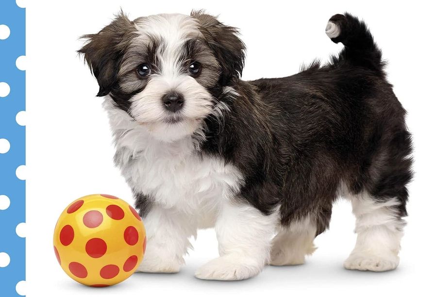 Baby Touch and Feel First Words