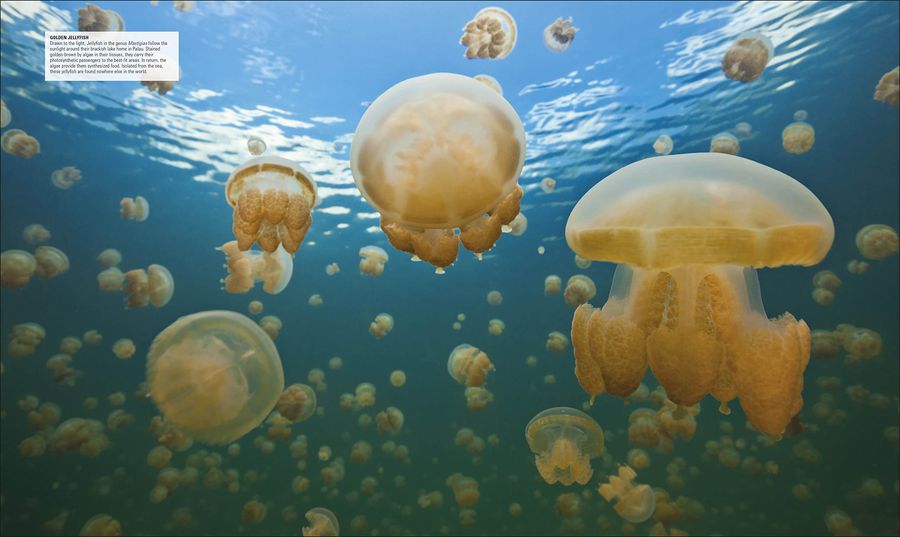 Ocean The Definitive Visual Guide