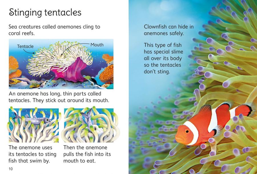 Usborne Beginners Coral Reefs