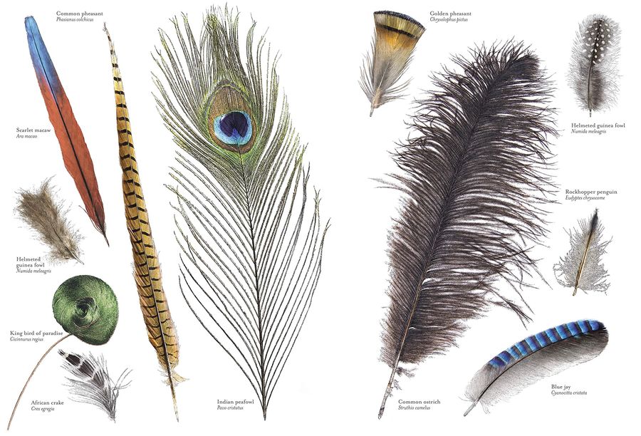 Hidden Planet An Illustrator's Love Letter to Planet Earth