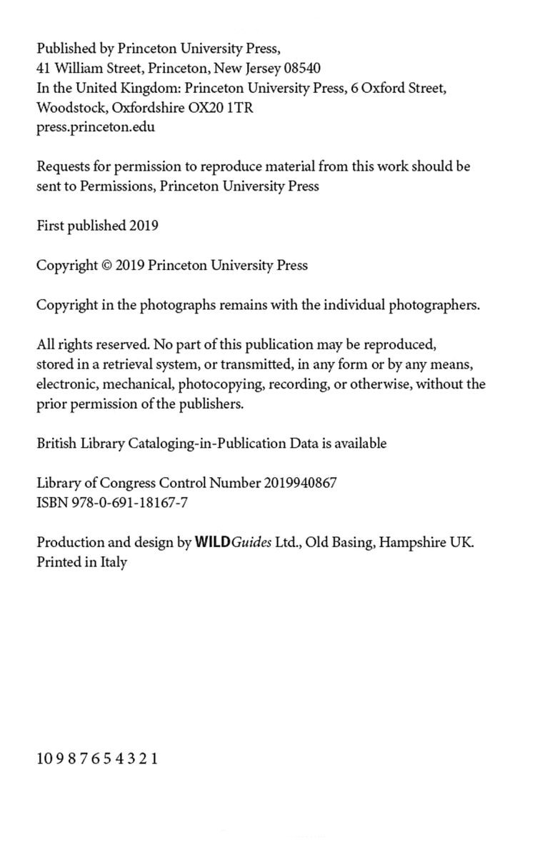 British Birds A Pocket Guide