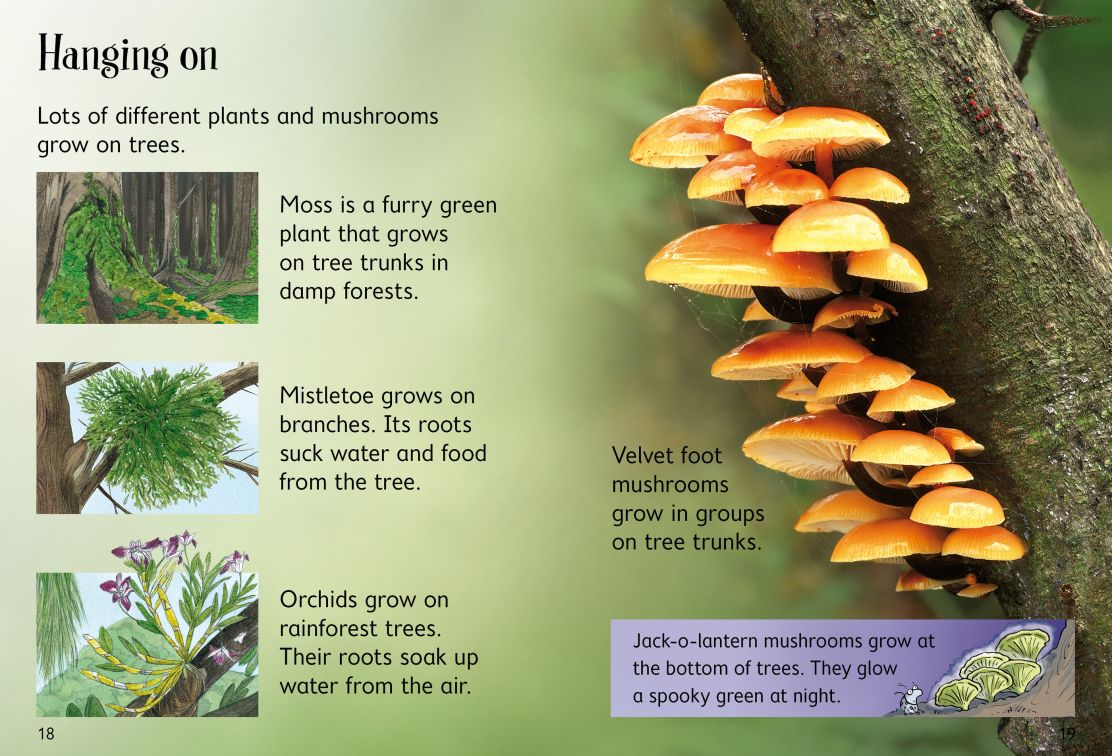Usborne Beginners Trees