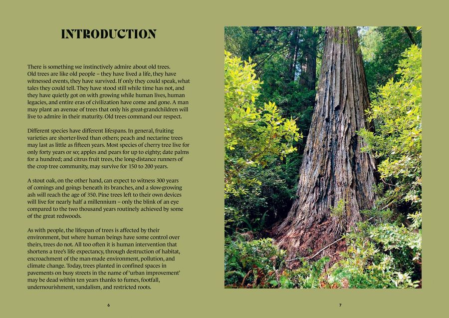 The History Trees Extraordinary Tales of Trees Through Time