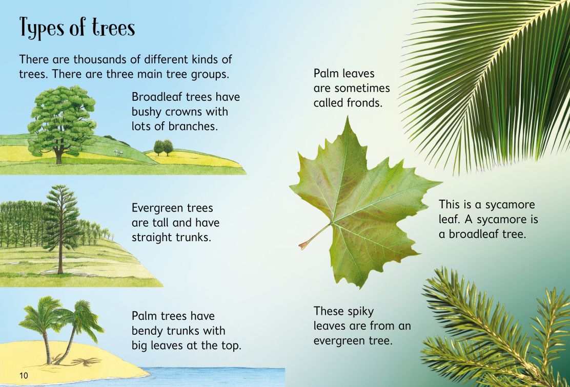 Usborne Beginners Trees