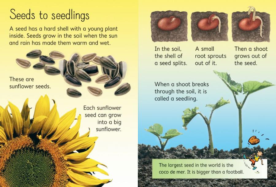 Usborne Beginners How Flowers Grow