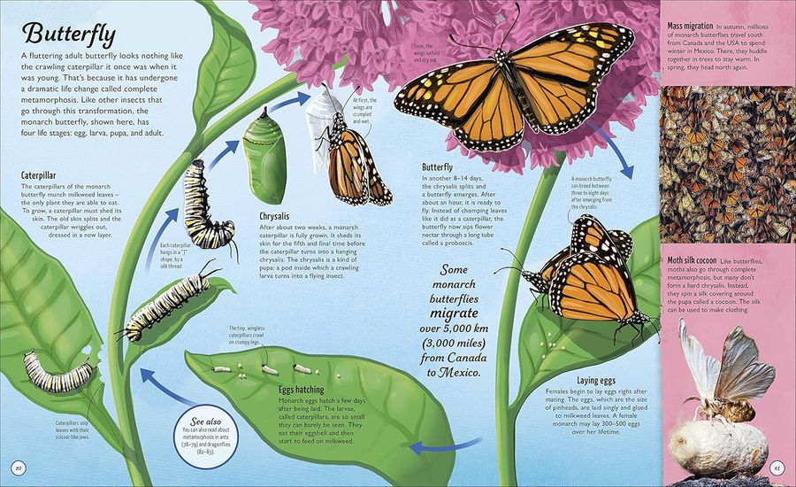 Life Cycles Everything from Start to Finish