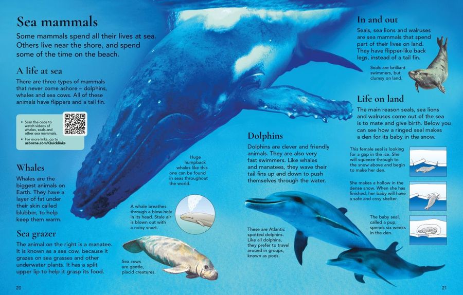 Usborne First Encyclopedia of Animals Hardback