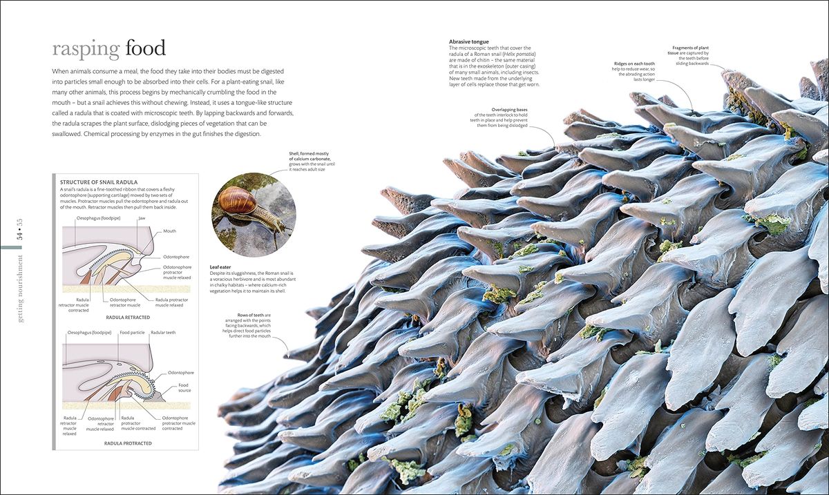 Micro Life Miracles of the Miniature World Revealed
