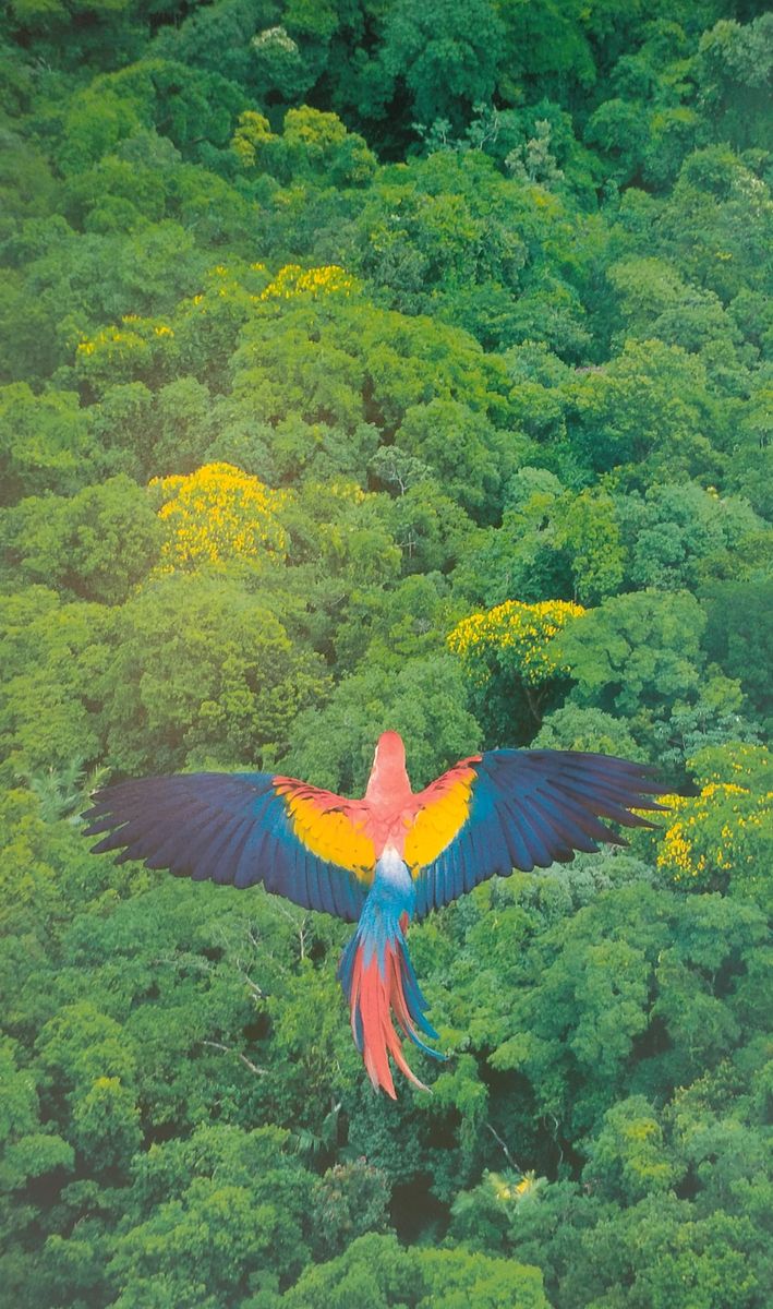 Oxford Bookworms Factfiles 3 Animal Kingdom with Audio Download (access card inside)