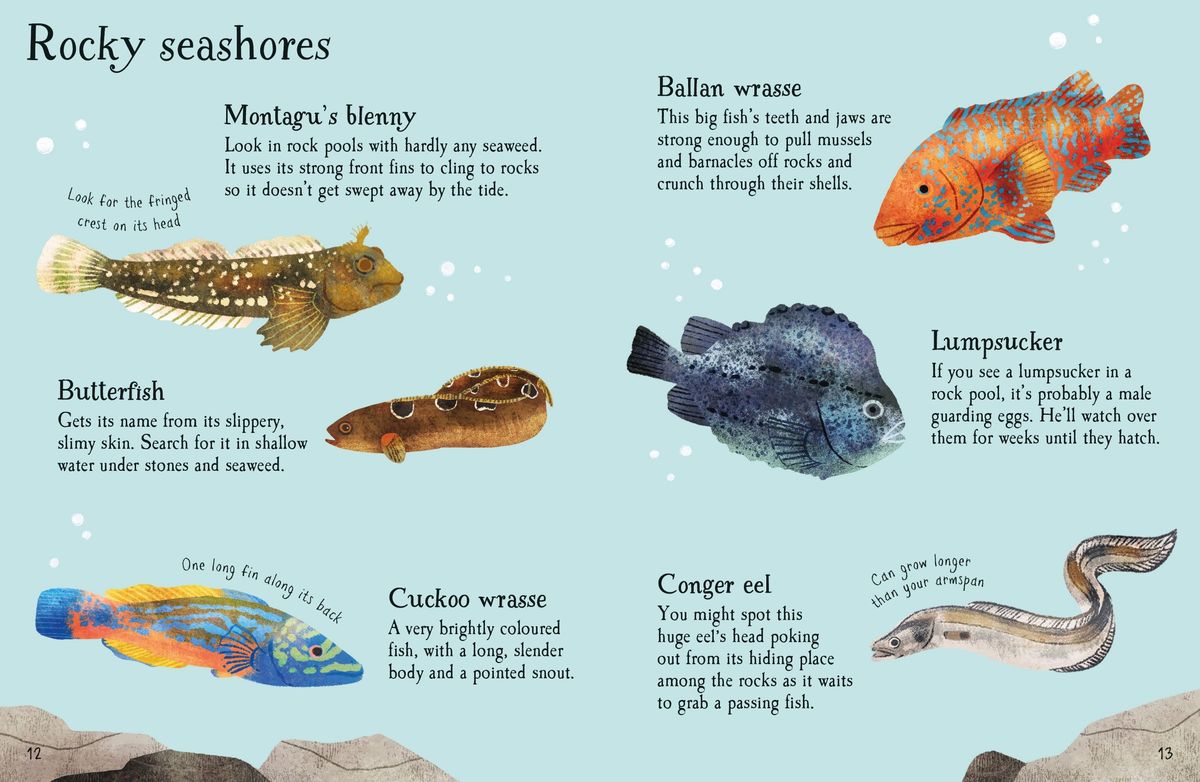 Usborne Minis Fish to Spot