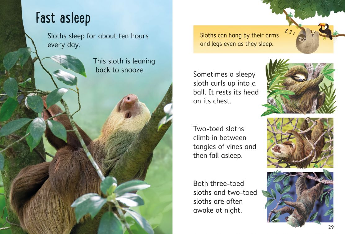 Usborne Beginners Sloths
