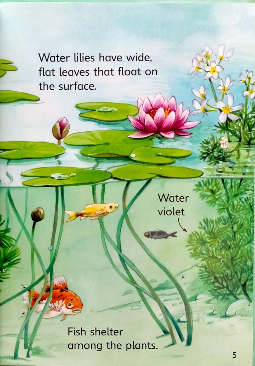 Usborne Beginners Ponds