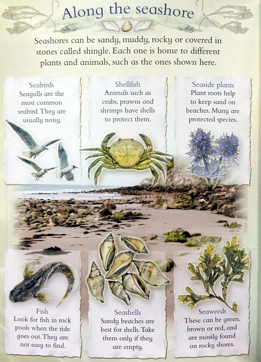 Let's Look on the Seashore: A Spot and Learn, Stick and Play Book