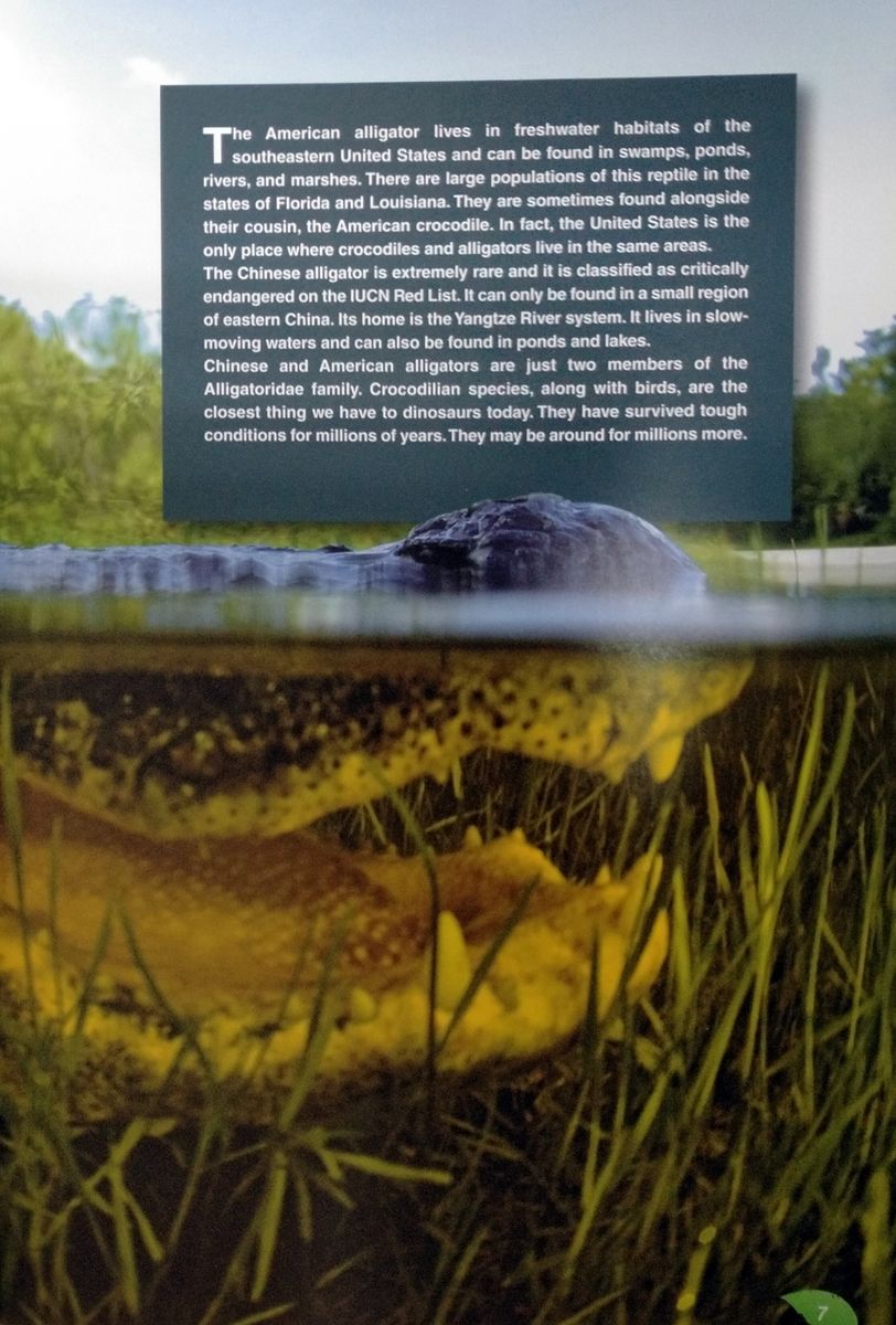 Discover Our Amazing World Alligators with Digibook