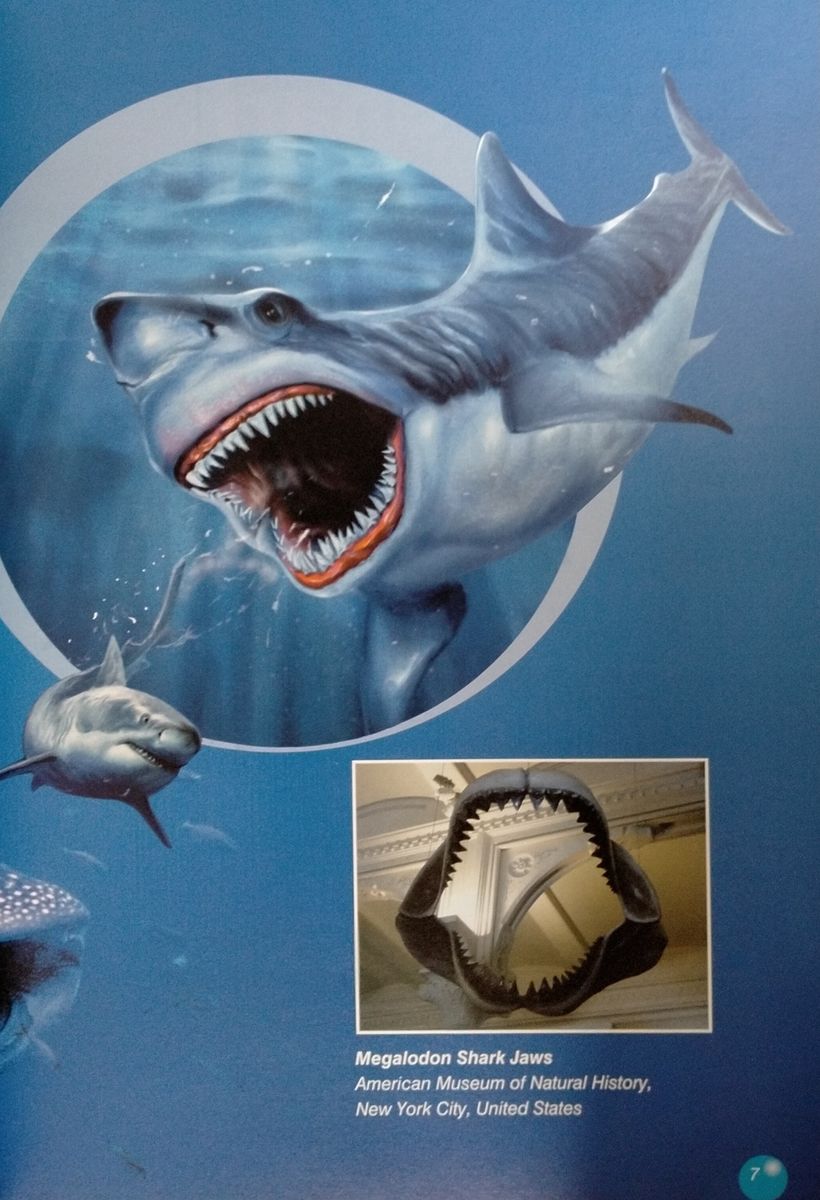 Discover Our Amazing World The Tiger Shark with Digibook
