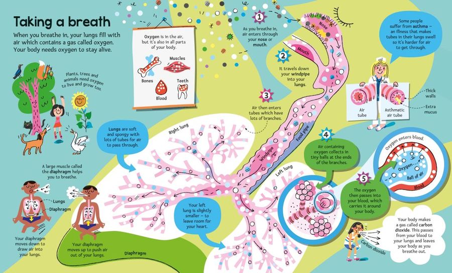 The Usborne Big Book of The Body