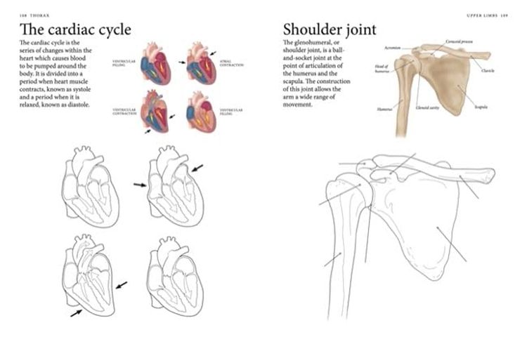 Human Body Colouring Book Human Anatomy in 215 Illustrations