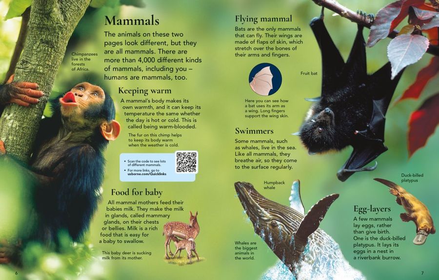Usborne First Encyclopedia of Animals Hardback