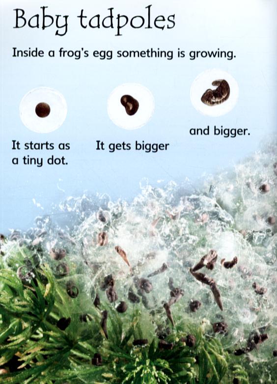 Usborne Beginners Tadpoles and Frogs
