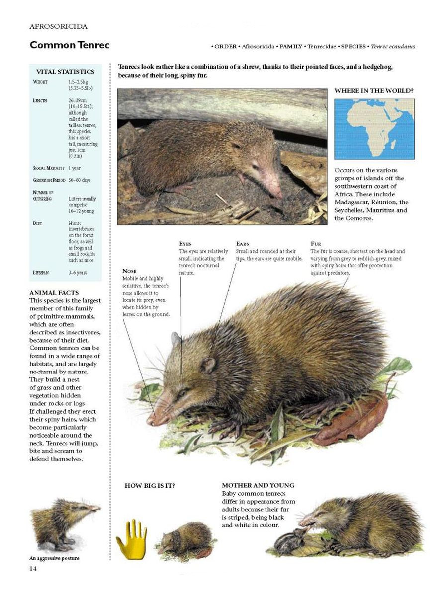 Encyclopedia of Animals