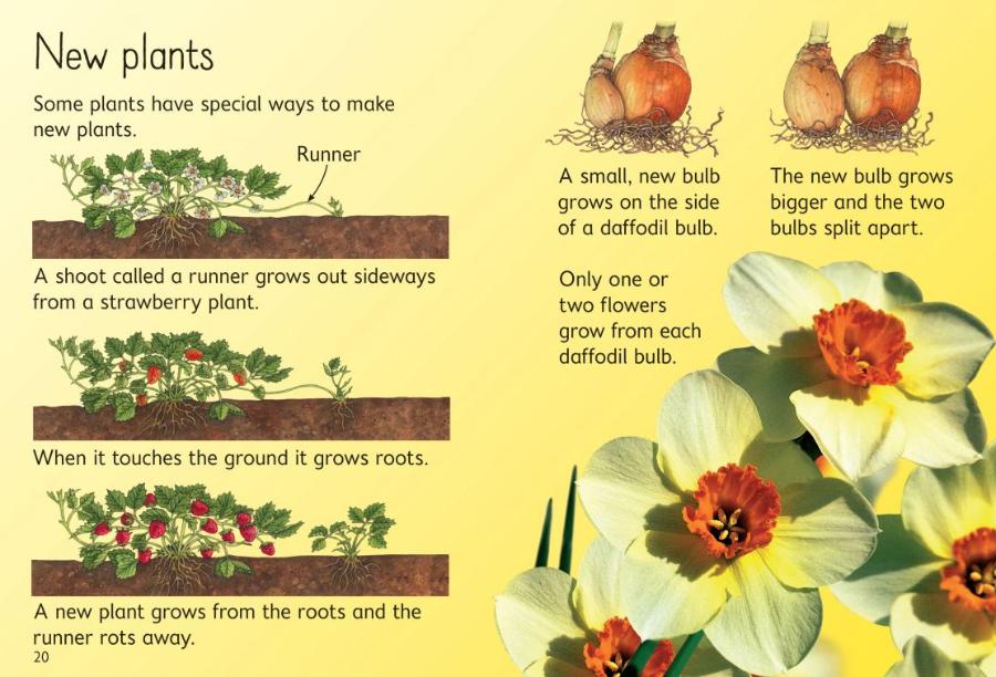 Usborne Beginners How Flowers Grow