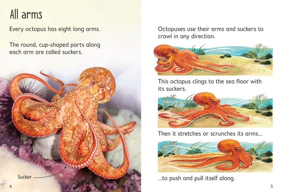 Usborne Beginners Octopuses