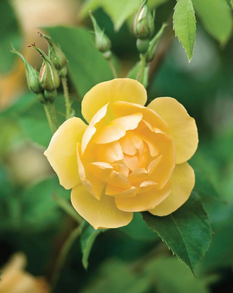David Austin's English Roses