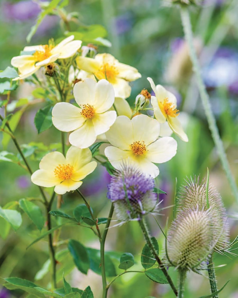 David Austin's English Roses