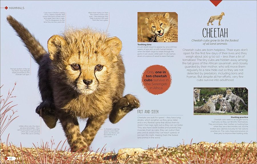 Born to be Wild How Baby Animals Survive and Thrive