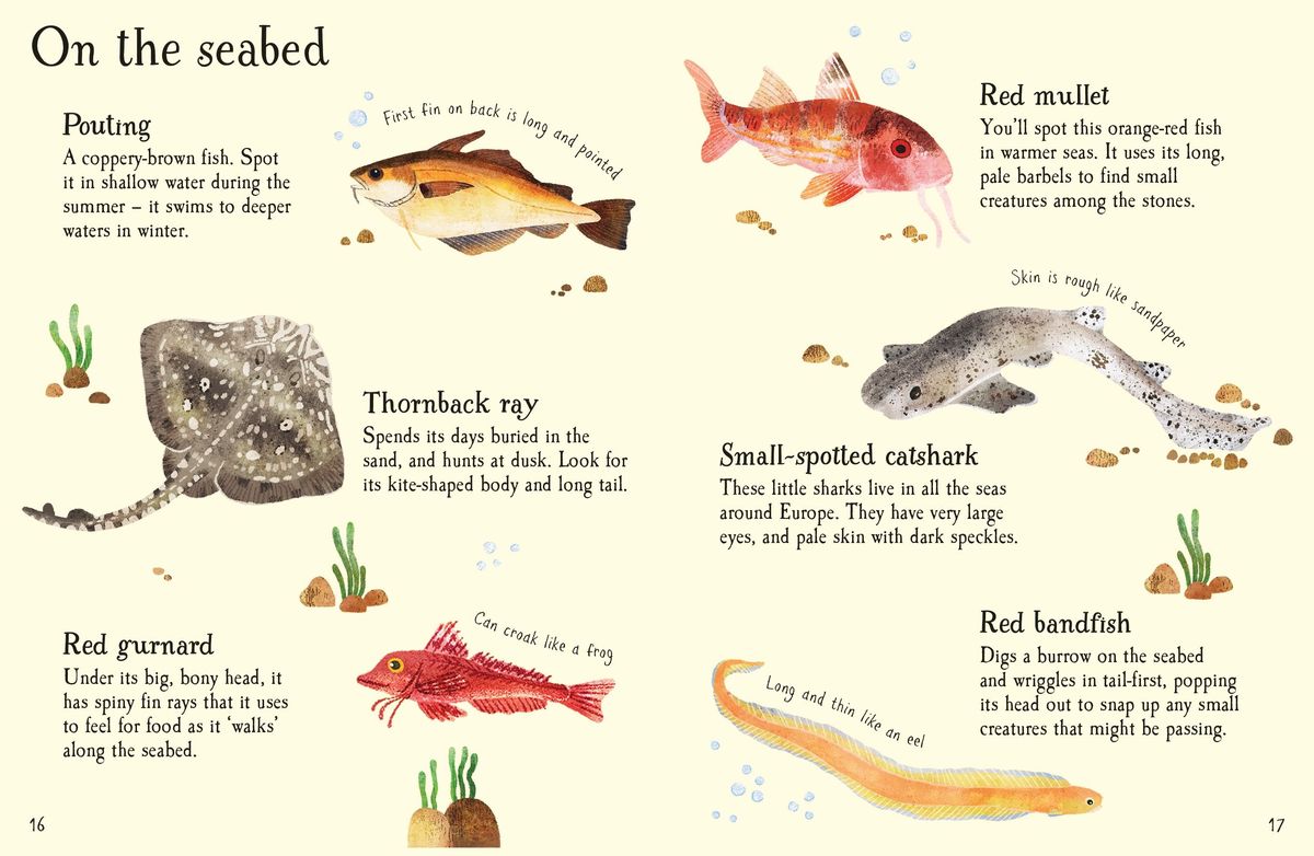 Usborne Minis Fish to Spot