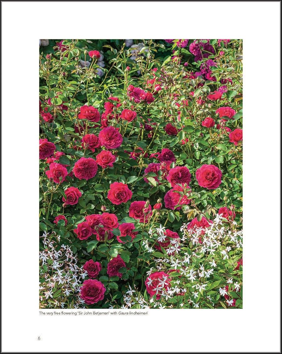 David Austin's English Roses
