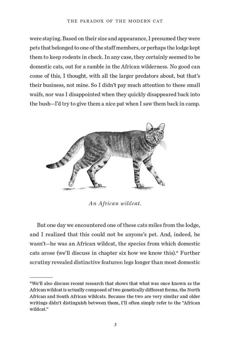 The Age of Cats From the Savannah to Your Sofa