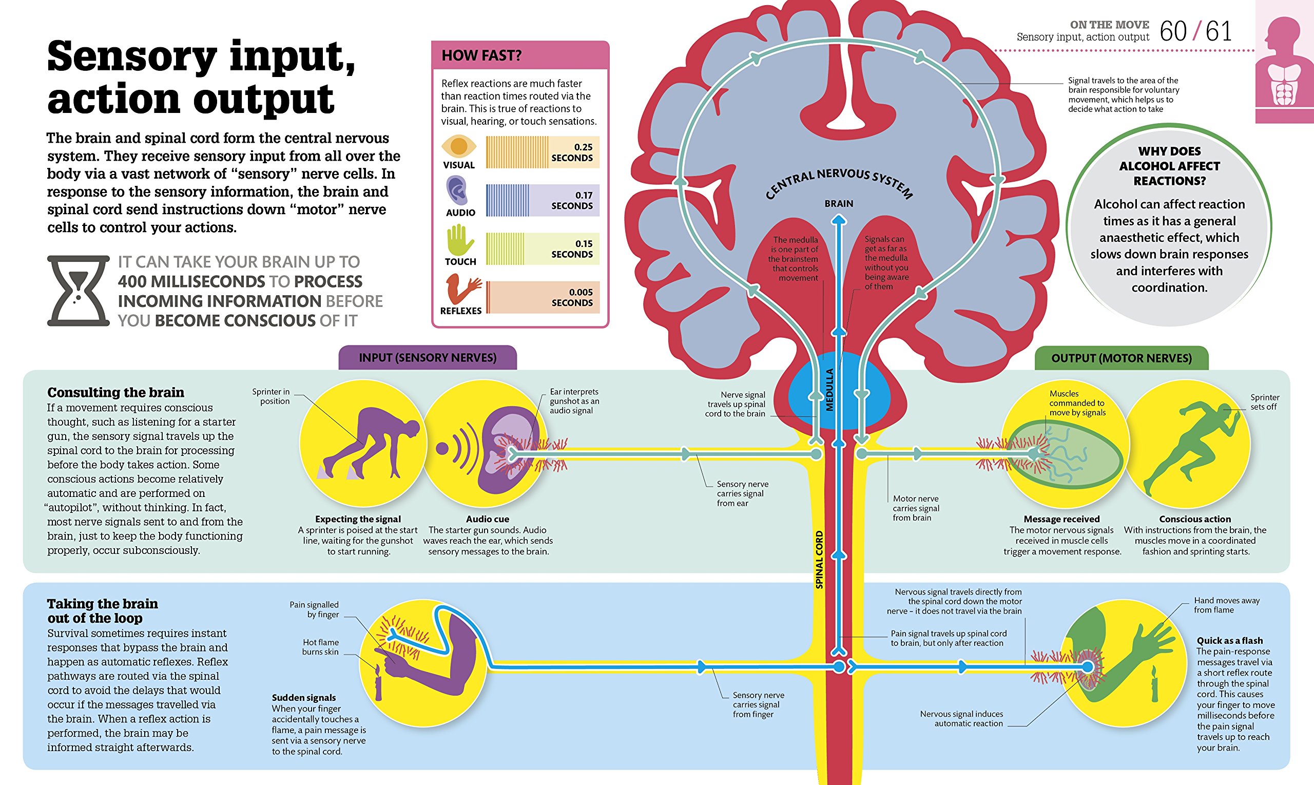 How the Body Works: The Facts Simply Explained