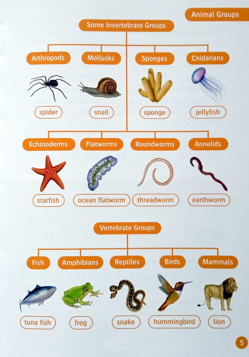 Oxford Read and Discover 5 Animal Life Cycles