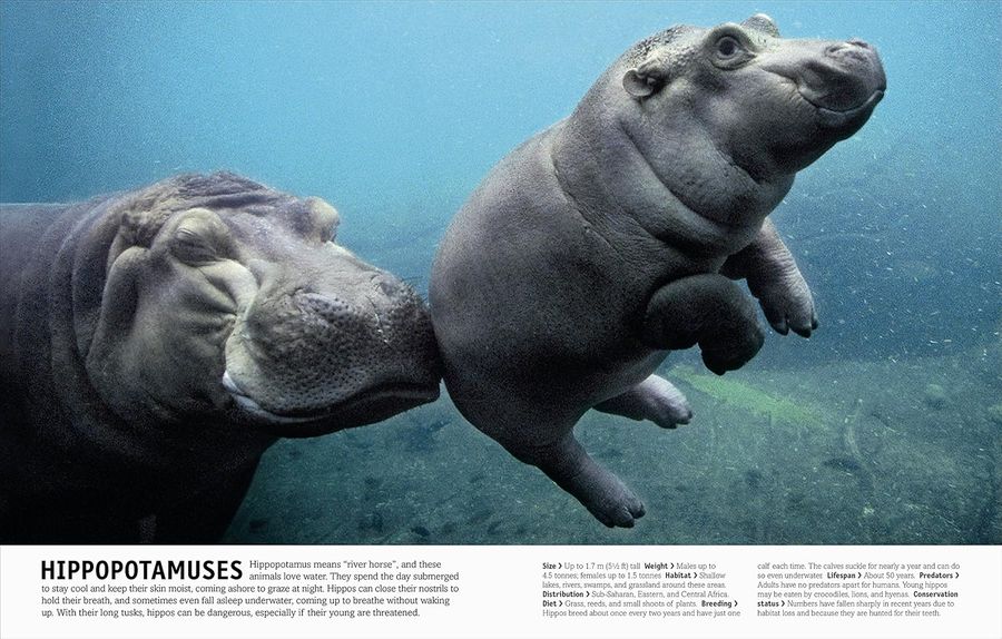 The Animal Book