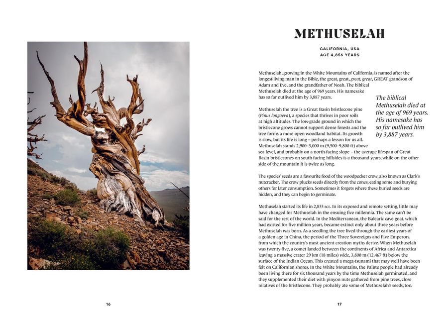 The History Trees Extraordinary Tales of Trees Through Time