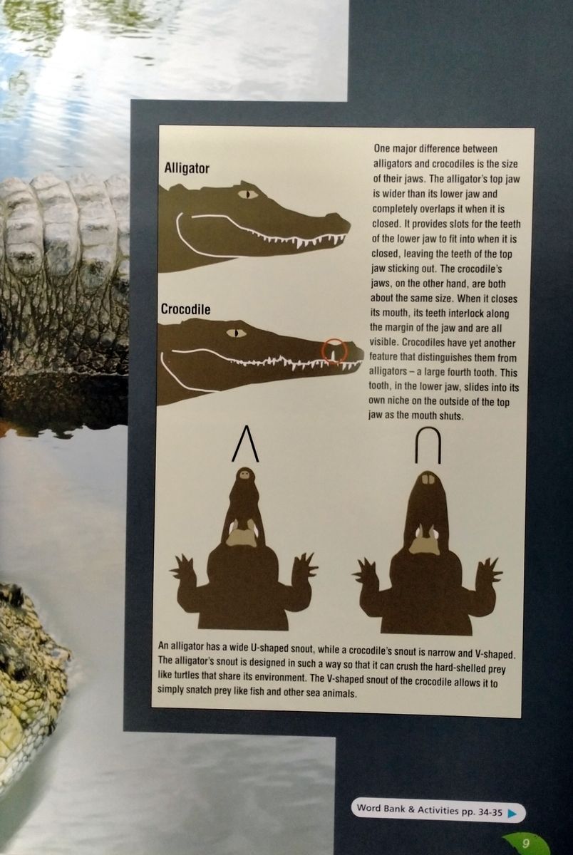 Discover Our Amazing World Alligators with Digibook