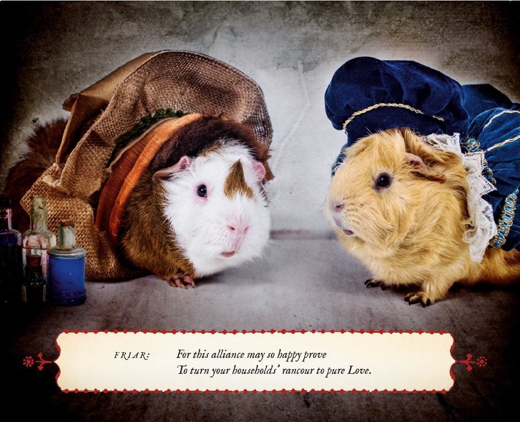 A Guinea Pig Romeo & Juliet
