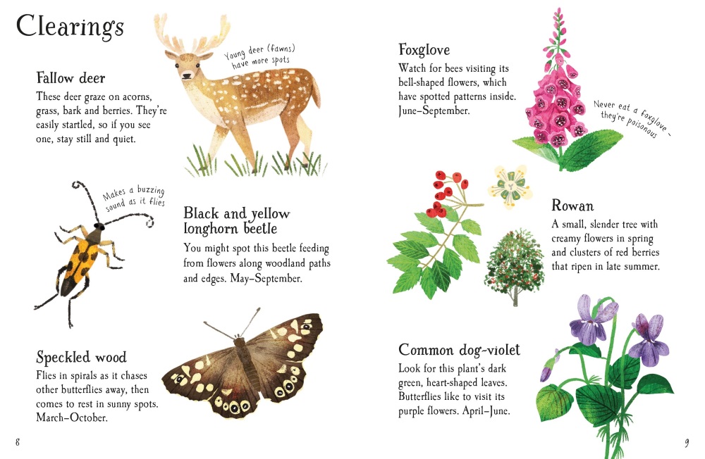 Usborne Minis Woodland Life to Spot