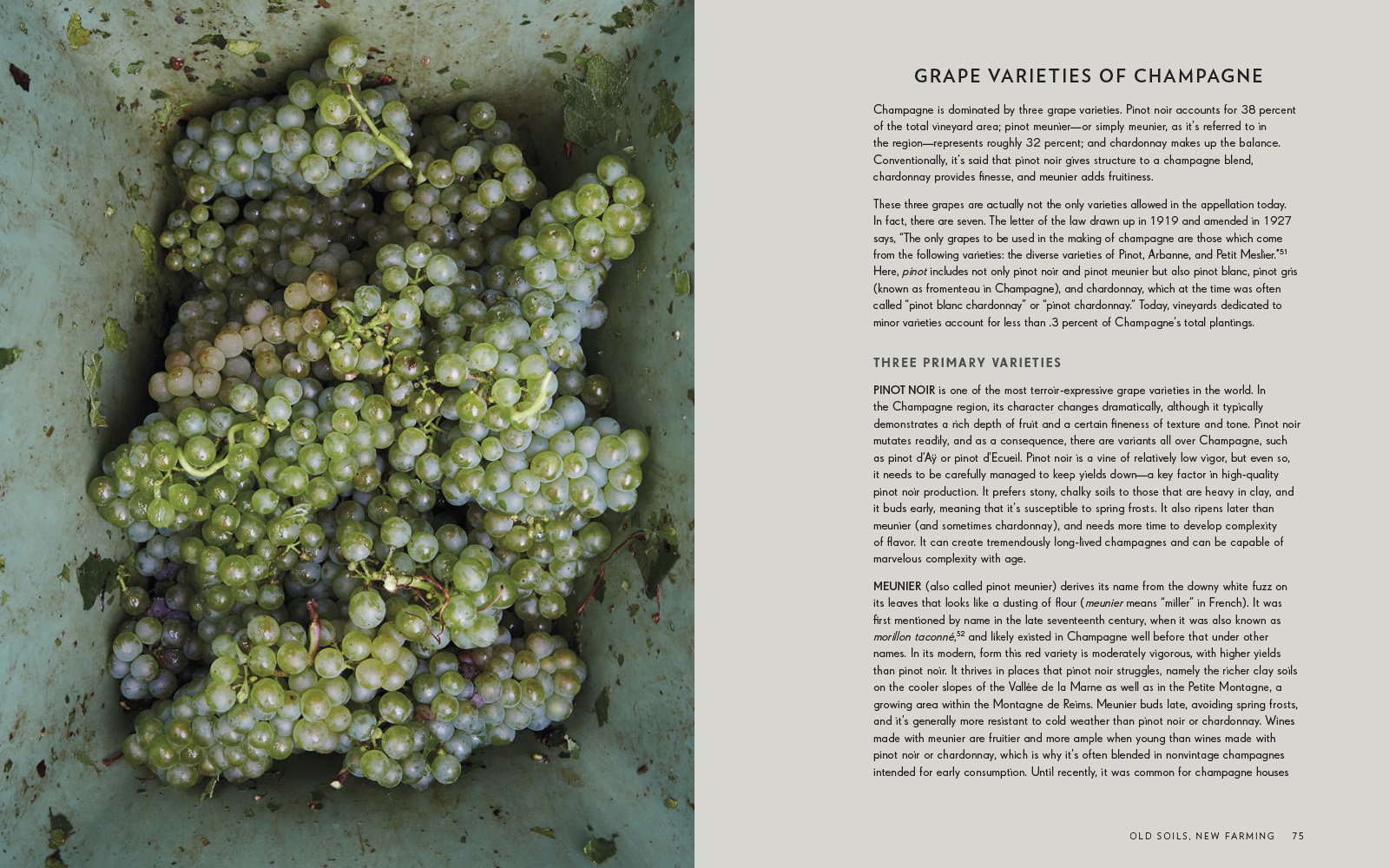Champagne The essential guide to the wines, producers, and terroirs of the iconic region