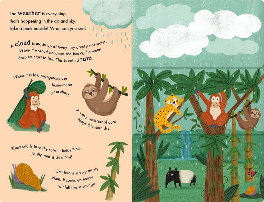 Rain & Shine A Flip-Flap Book of Weather