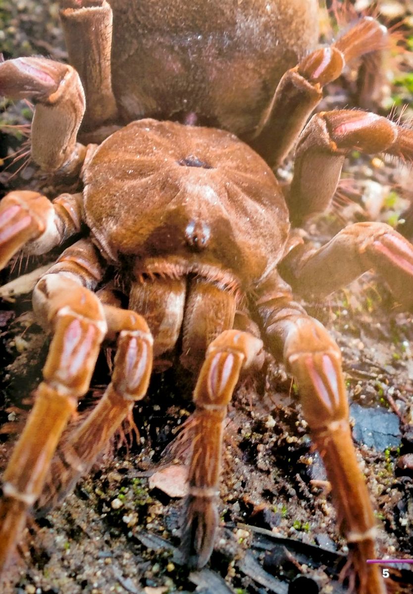 Footprint Reading Library 2600 Headwords The King of the Spiders (C1)